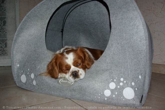 Photo de Cavalier king charles spaniel