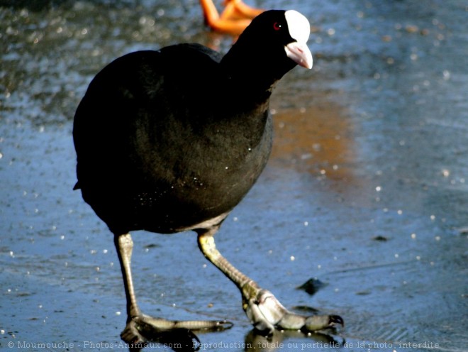 Photo de Foulque macroule