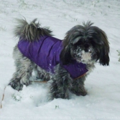 Photo de Shih tzu