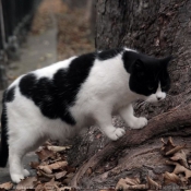 Photo de Chat domestique