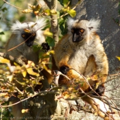 Photo de Lmurien - lmur macaco