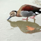 Photo de Canard  collier noir