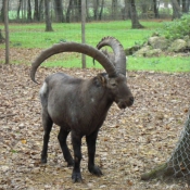 Photo de Mouflon