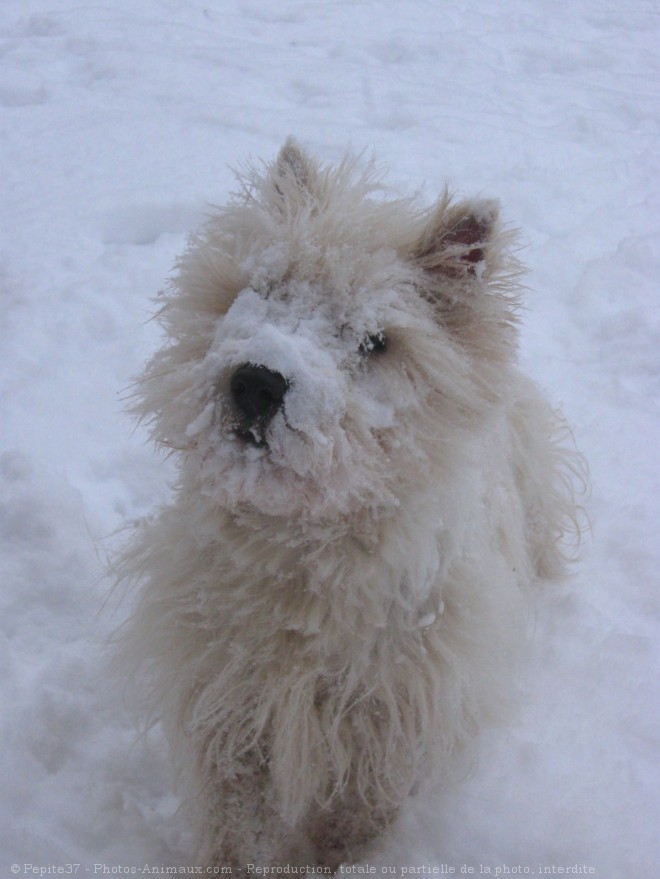 Photo de West highland white terrier