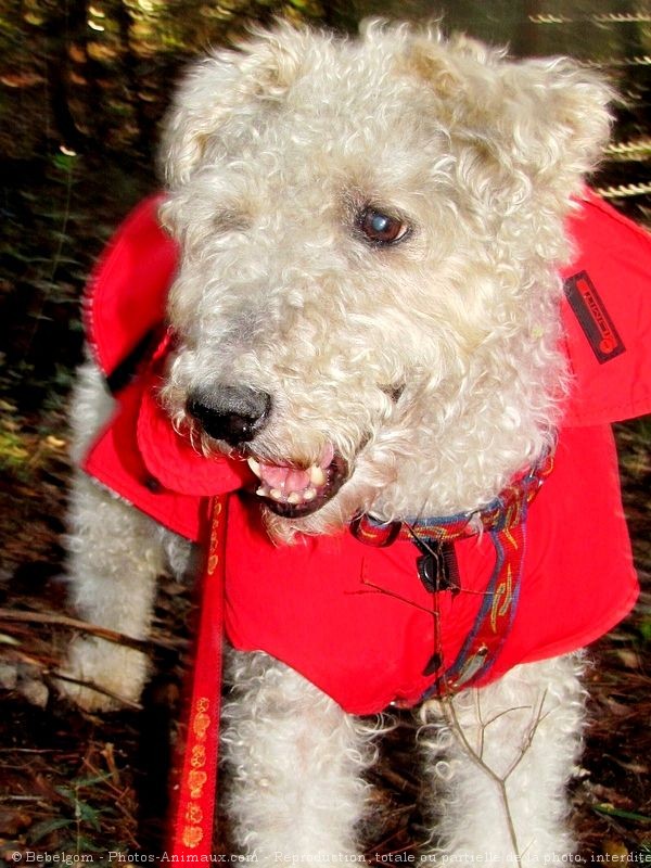 Photo de Fox terrier  poil dur