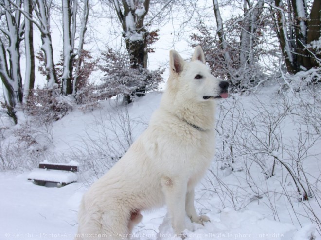 Photo de Berger blanc suisse