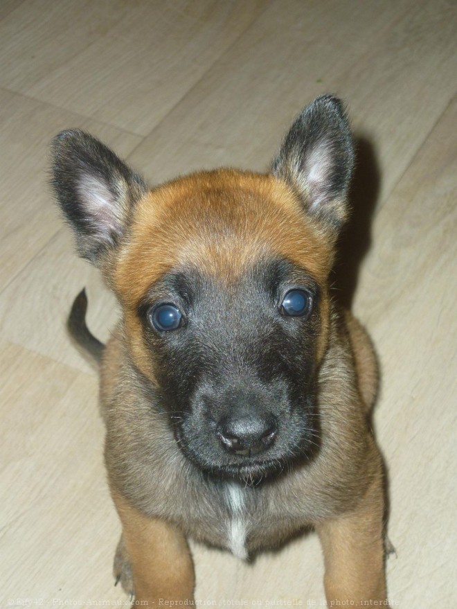 Photo de Berger belge malinois