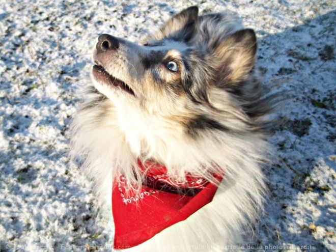 Photo de Chien de berger des shetland