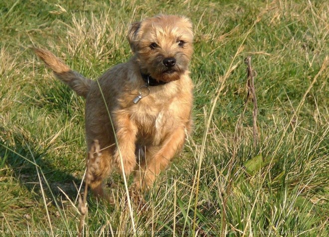 Photo de Border terrier