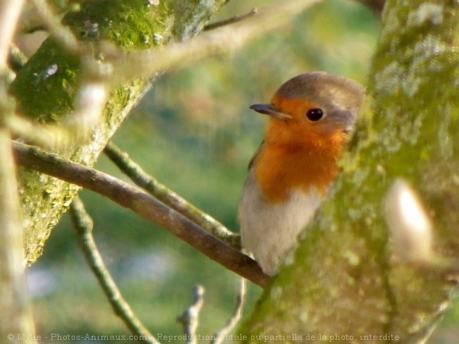 Photo de Rouge gorge