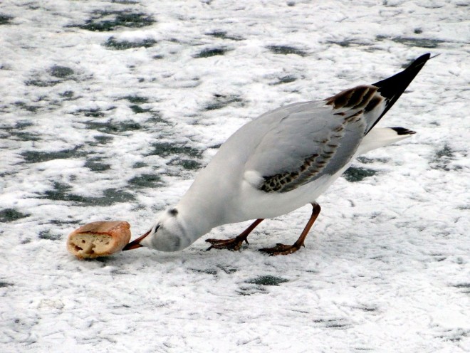 Photo de Mouette