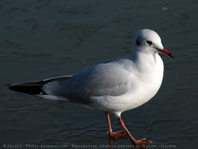 Photo de Mouette