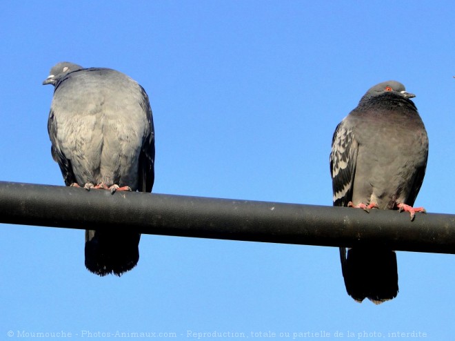 Photo de Pigeon