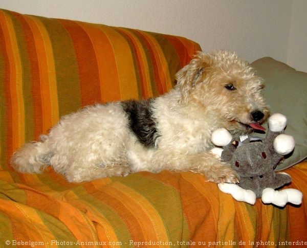 Photo de Fox terrier  poil dur