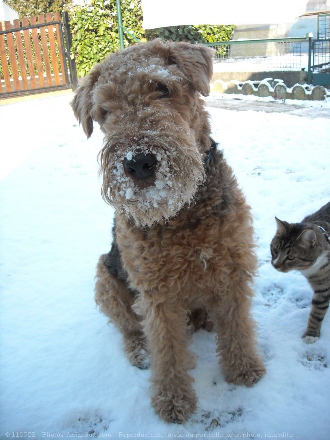 Photo d'Airedale terrier