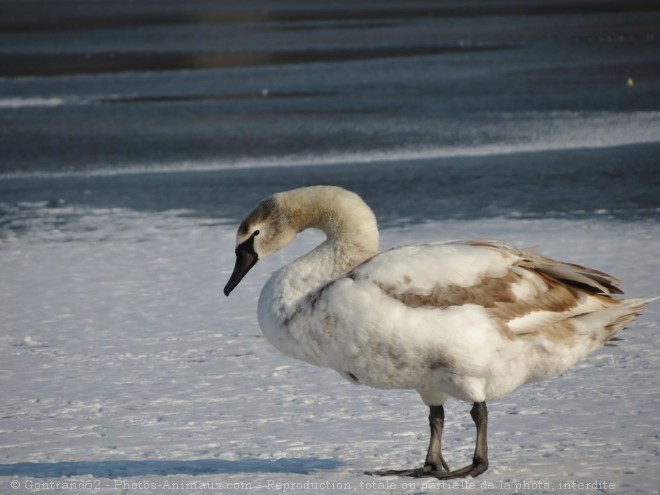 Photo de Cygne