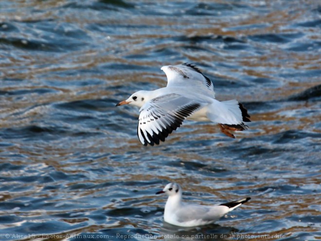 Photo de Mouette