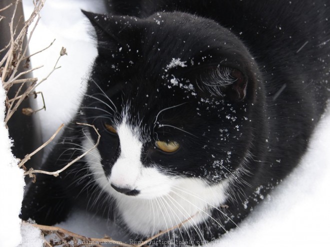 Photo de Chat domestique