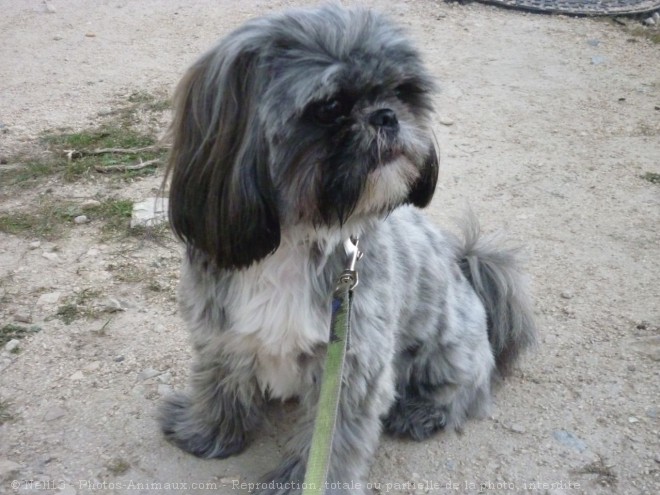 Photo de Shih tzu