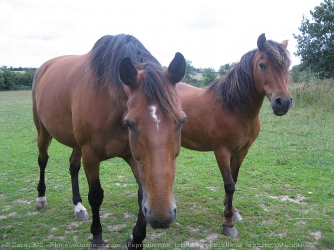 Photo de Races diffrentes