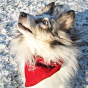 Photo de Chien de berger des shetland