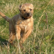 Photo de Border terrier