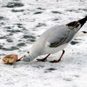 Photo de Mouette