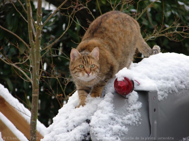 Photo de Chat domestique