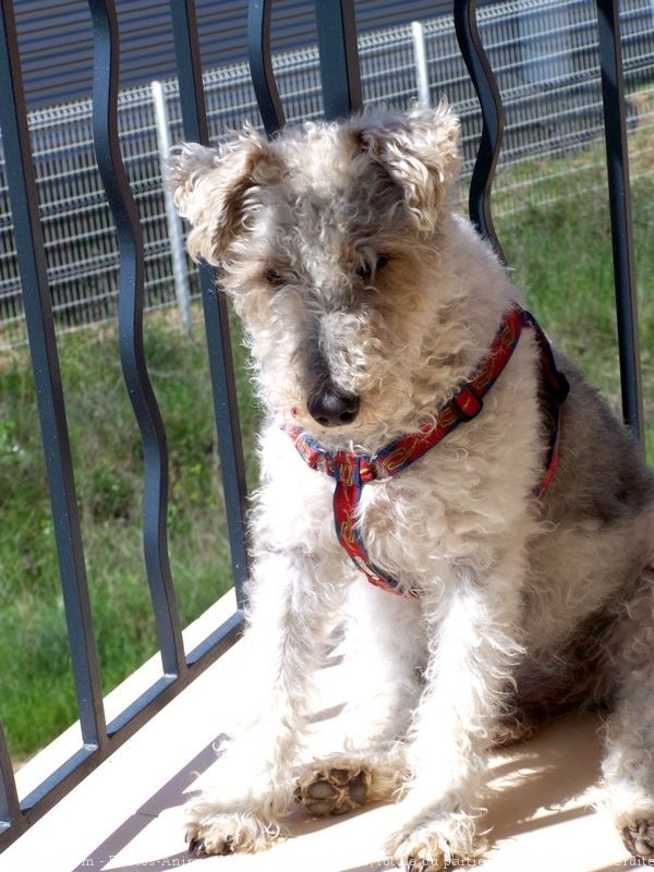 Photo de Fox terrier  poil dur