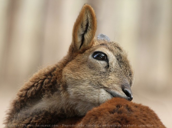 Photo de Mouflon