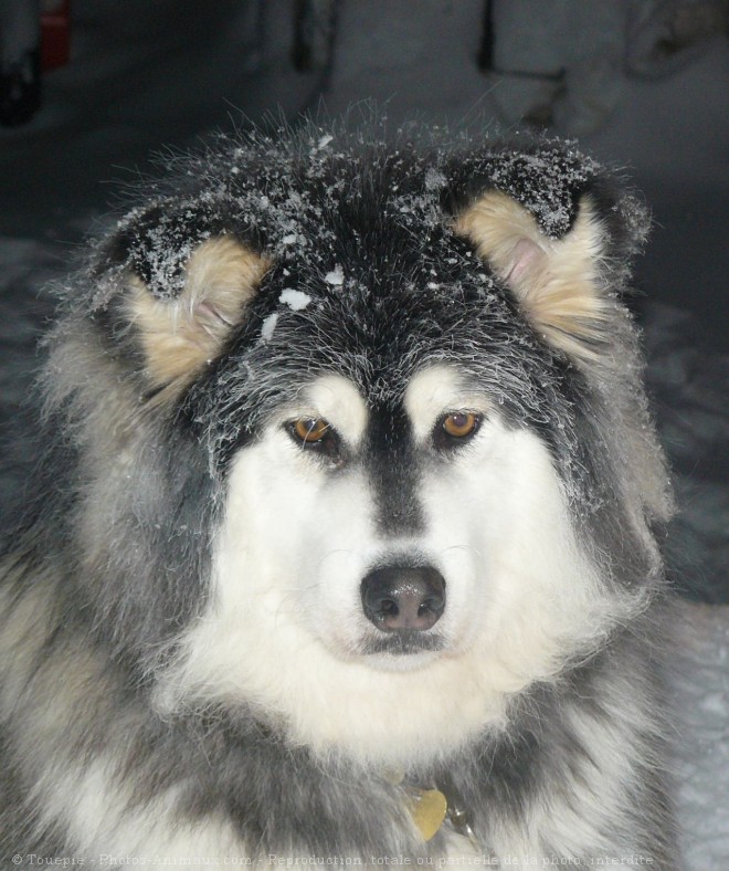 Photo de Malamute de l'alaska