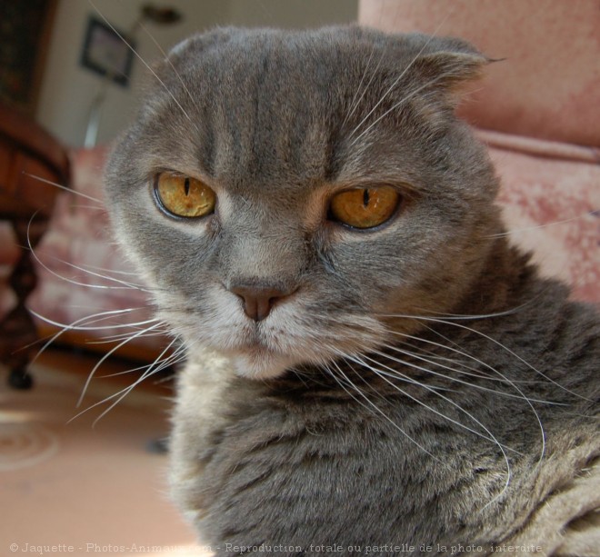 Photo de Scottish fold