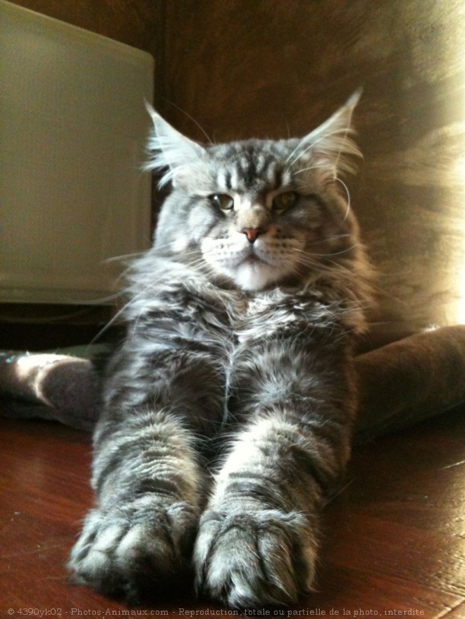 Photo de Maine coon