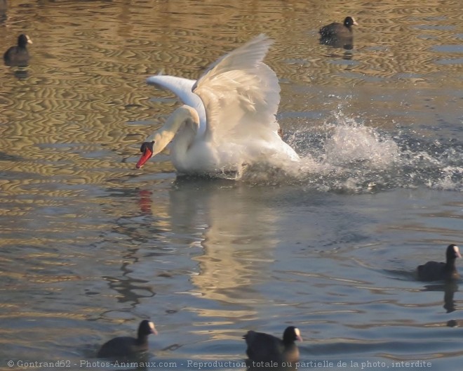 Photo de Cygne