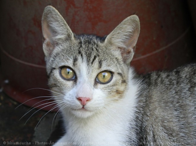 Photo de Chat domestique