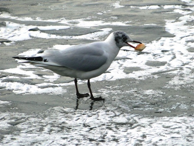 Photo de Mouette