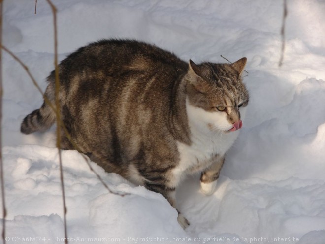 Photo de Chat domestique