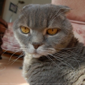 Photo de Scottish fold