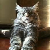 Photo de Maine coon