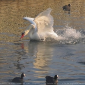 Photo de Cygne