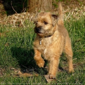 Photo de Border terrier