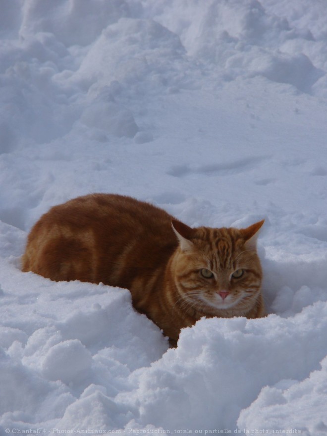 Photo de Chat domestique