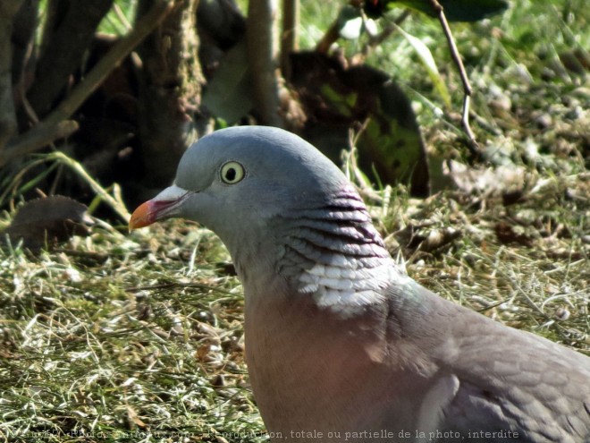 Photo de Pigeon - ramier