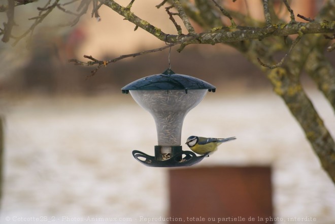 Photo de Msange bleue