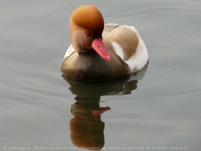 Photo de Canard nette rousse