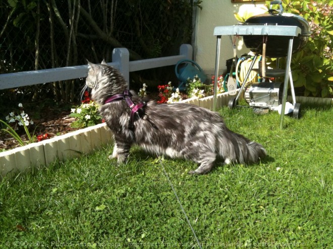 Photo de Maine coon