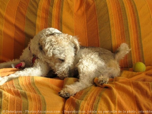 Photo de Fox terrier  poil dur