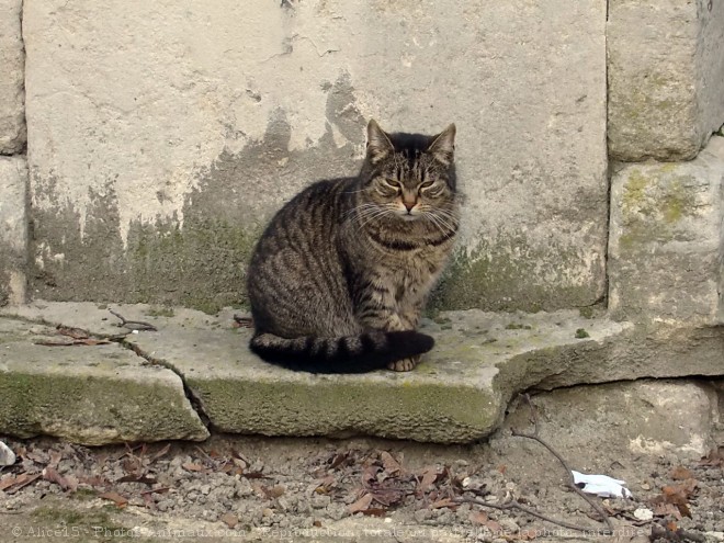 Photo de Chat domestique