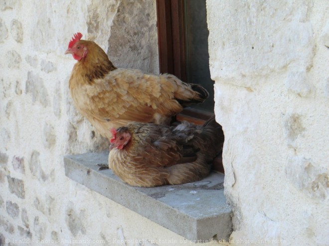 Photo de Poule