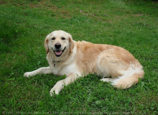 Photo de Golden retriever